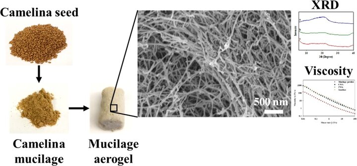 GA_bioaerogels from camelina seed mucilage