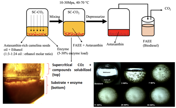 Astaxanthin rich oil graphical abstract