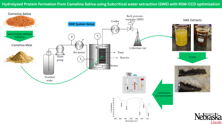 Graphical abstract_Camelina Sativa