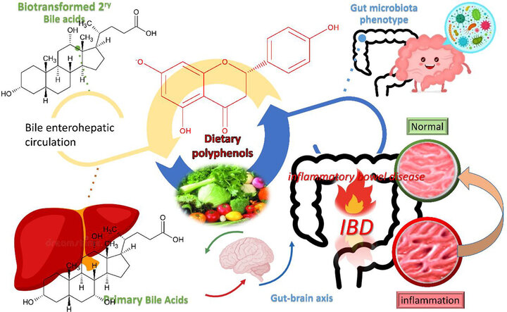 polyphenols gut-brain axis